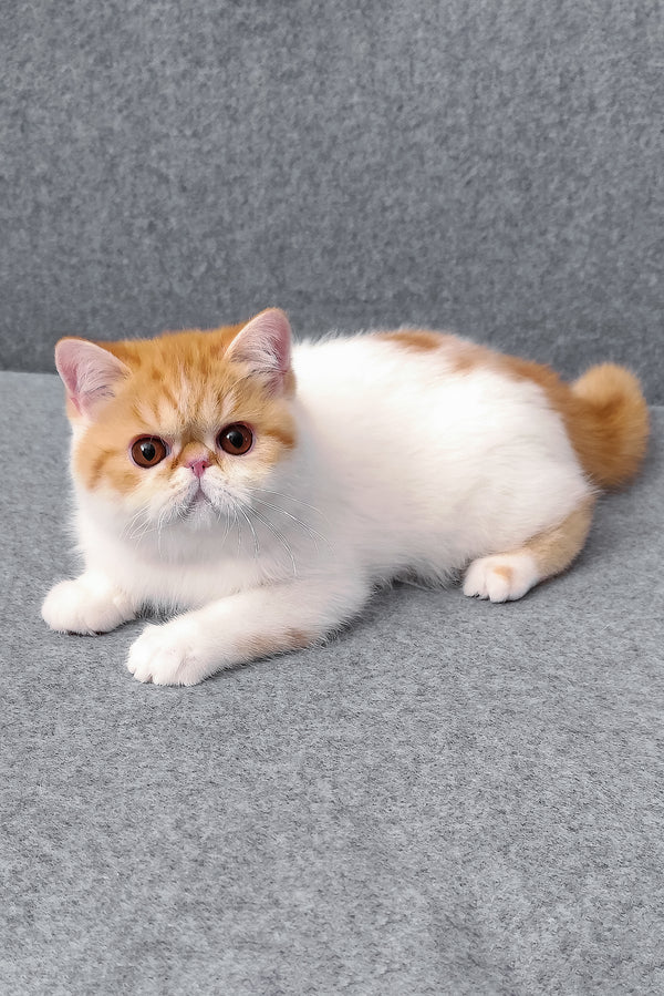 Bourbon | Exotic Shorthair Kitten