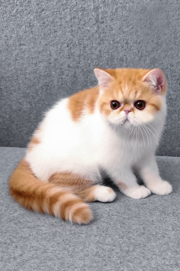 Bourbon | Exotic Shorthair Kitten