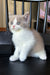 Bowback | British Shorthair Kitten