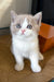 Bowback | British Shorthair Kitten