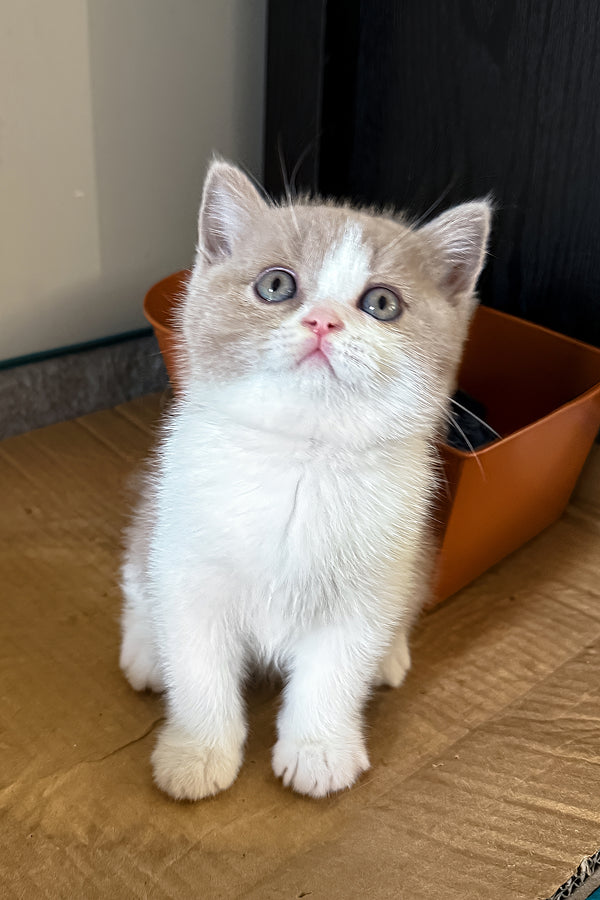 Bowback | British Shorthair Kitten