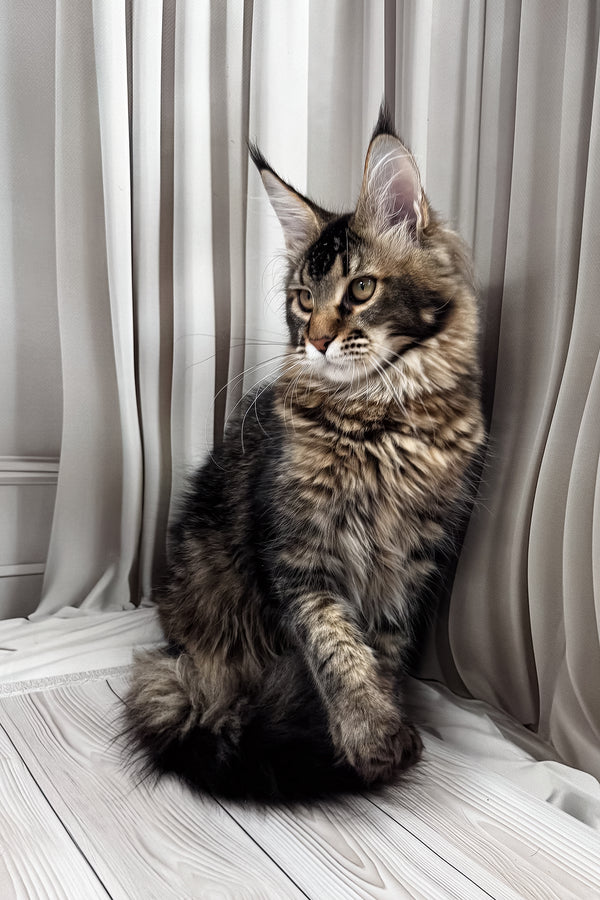 Braitan | Maine Coon Kitten