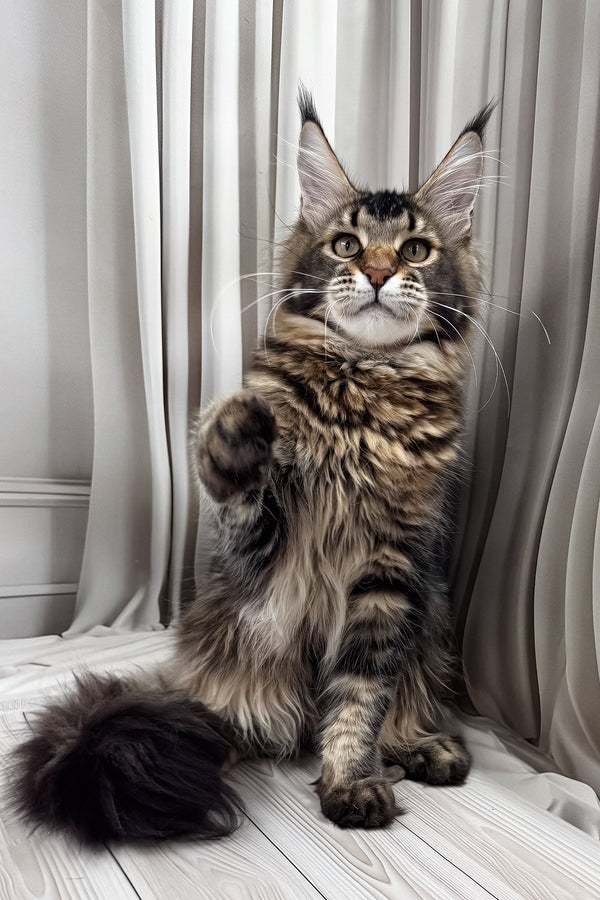 Braitan | Maine Coon Kitten