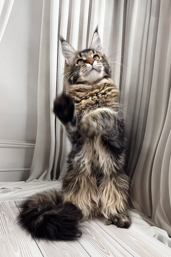 Braitan | Maine Coon Kitten