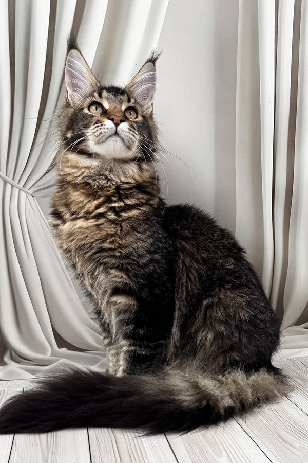 Braitan | Maine Coon Kitten