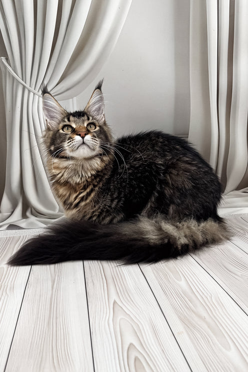 Braitan | Maine Coon Kitten