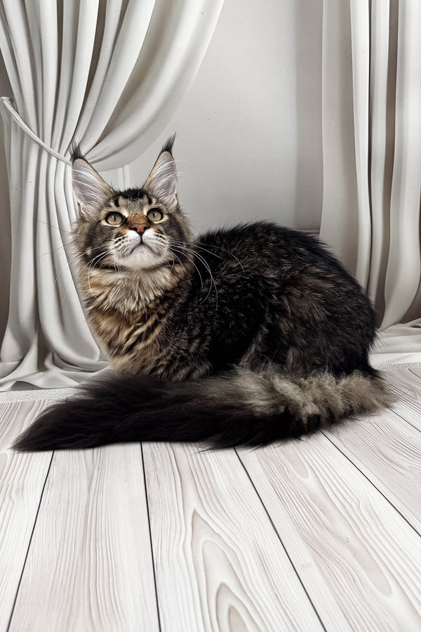 Braitan | Maine Coon Kitten