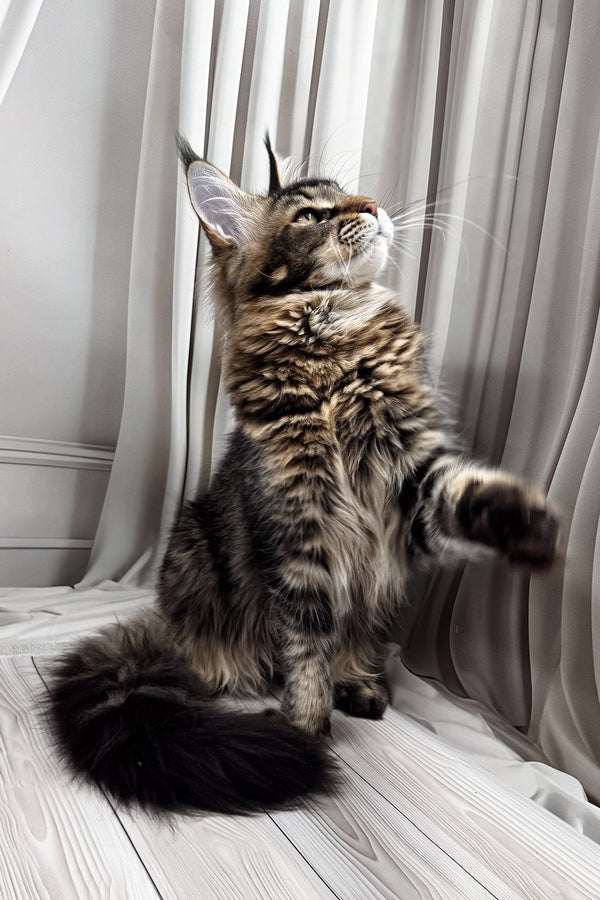 Braitan | Maine Coon Kitten
