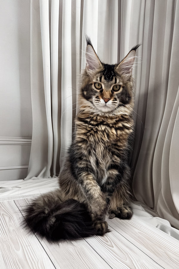 Braitan | Maine Coon Kitten