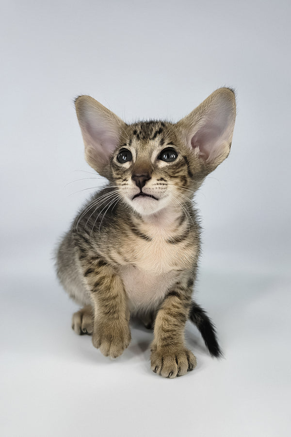 Brawnie | Oriental Shorthair Kitten