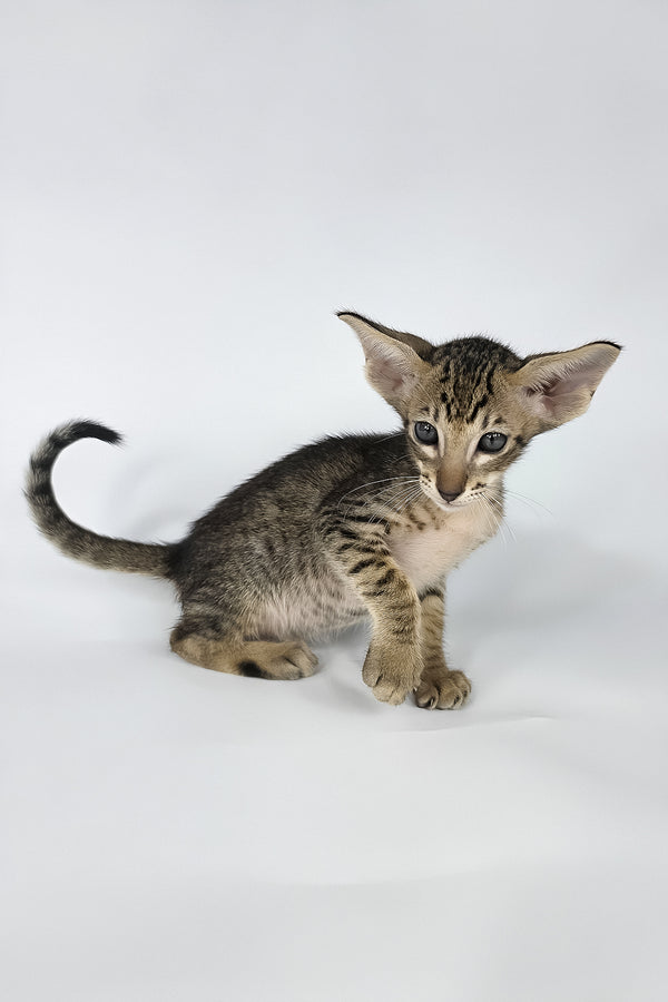 Brawnie | Oriental Shorthair Kitten