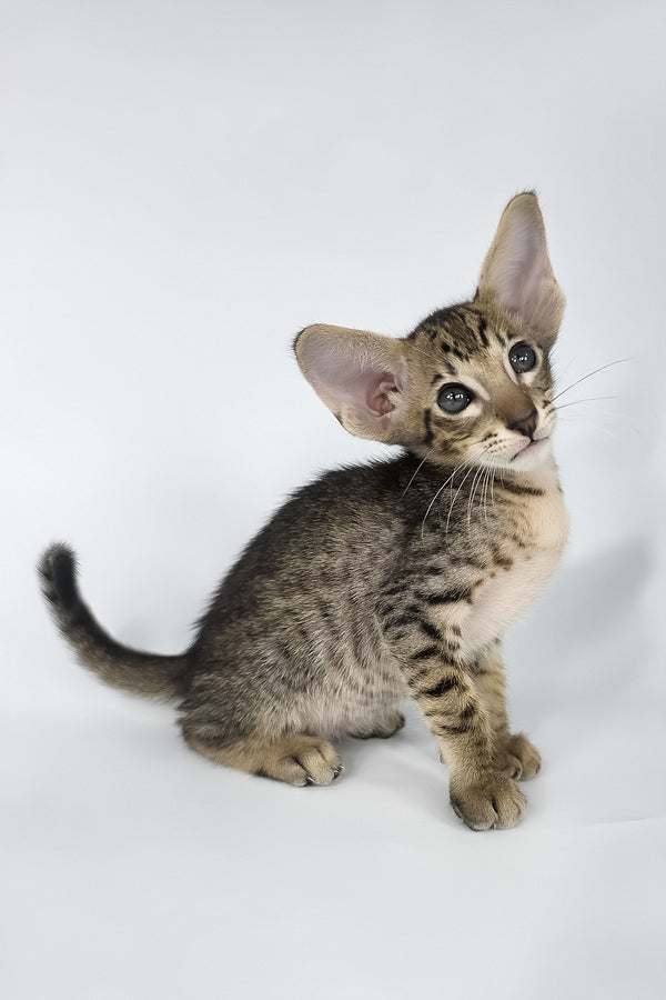 Brawnie | Oriental Shorthair Kitten