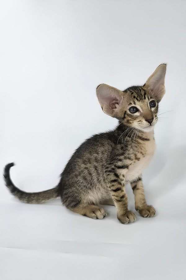 Brawnie | Oriental Shorthair Kitten