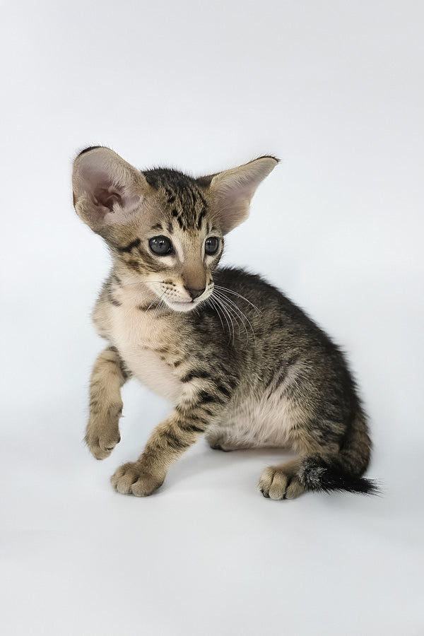 Brawnie | Oriental Shorthair Kitten