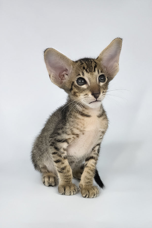 Brawnie | Oriental Shorthair Kitten