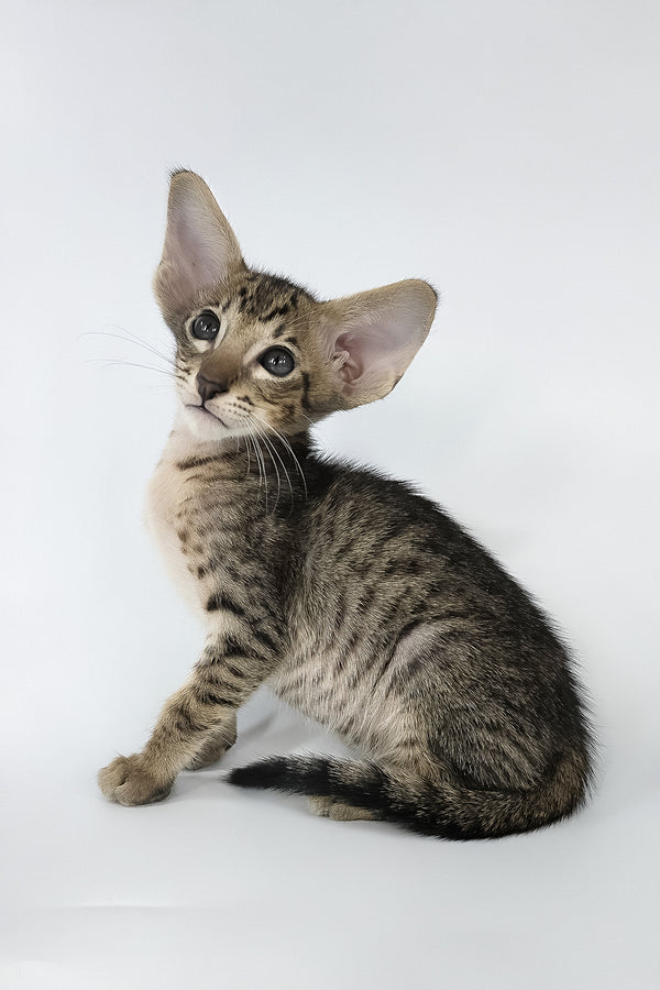 Brawnie | Oriental Shorthair Kitten