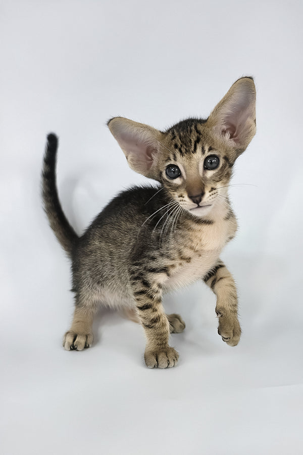 Brawnie | Oriental Shorthair Kitten