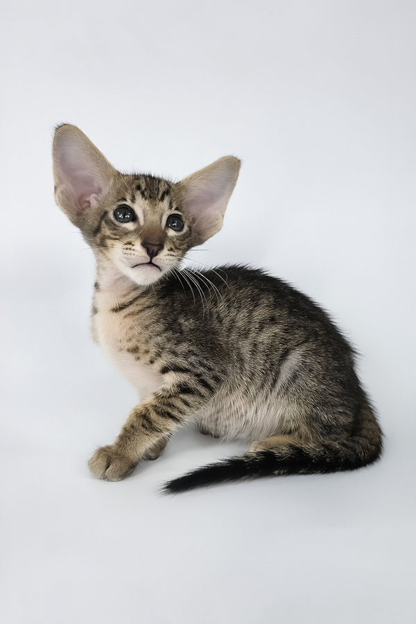 Brawnie | Oriental Shorthair Kitten
