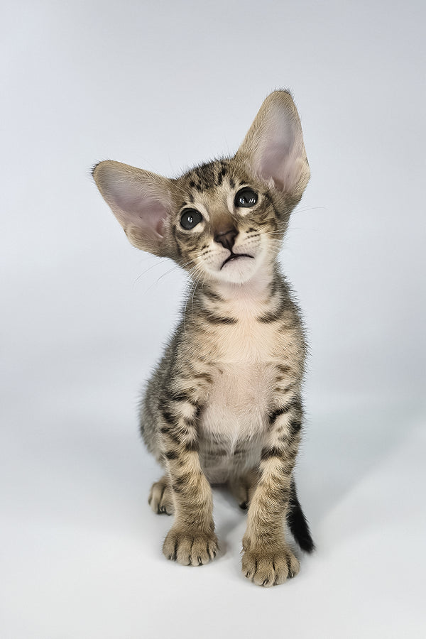 Brawnie | Oriental Shorthair Kitten