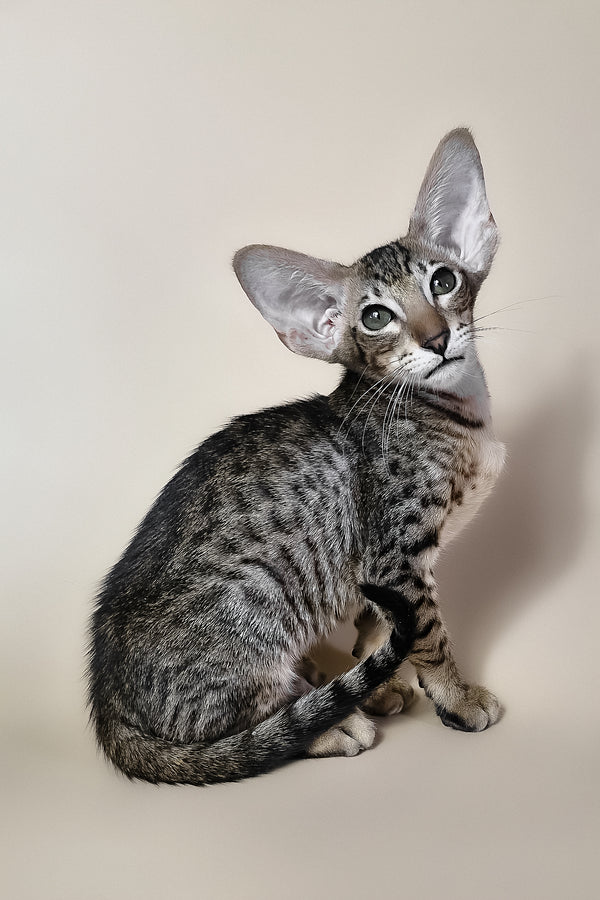 Brawnie | Oriental Shorthair Kitten