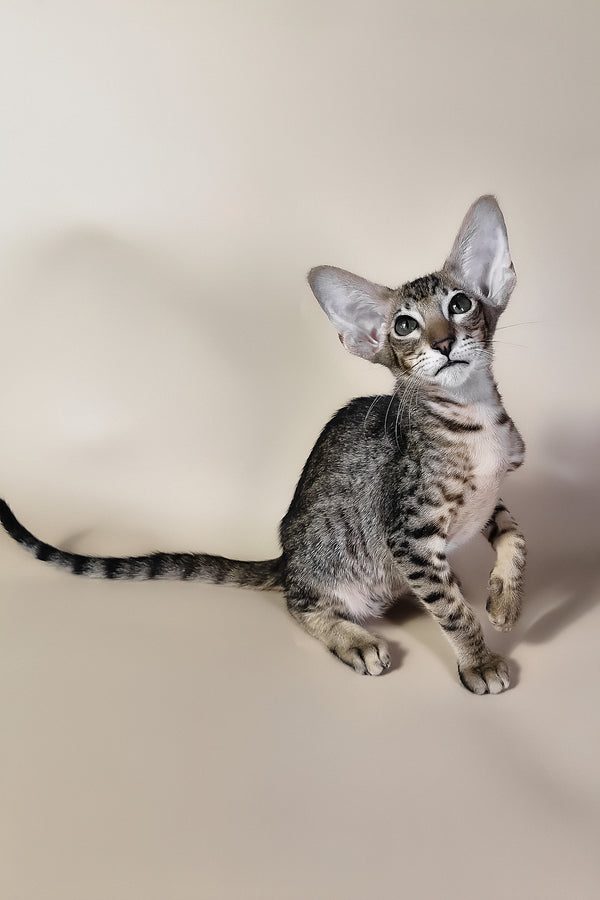 Brawnie | Oriental Shorthair Kitten