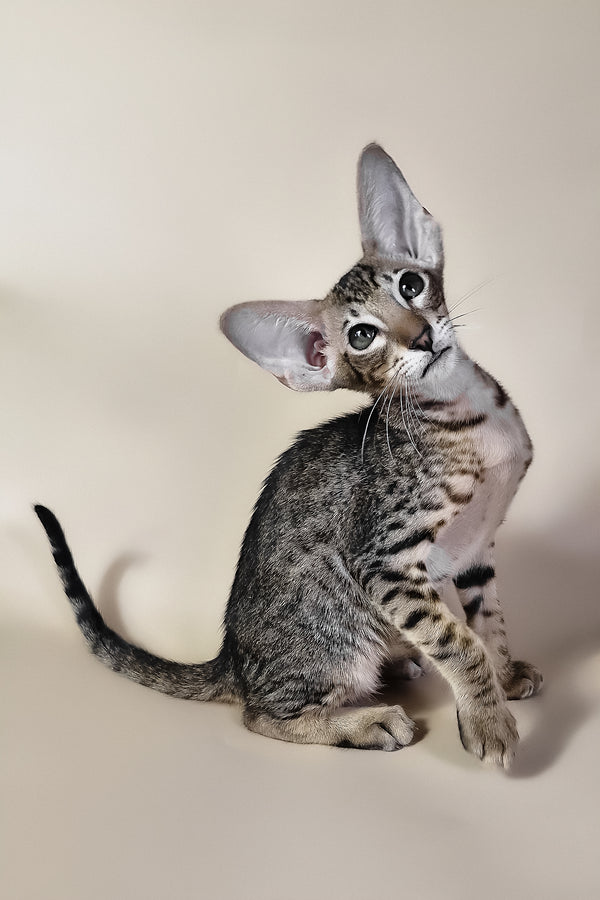 Brawnie | Oriental Shorthair Kitten