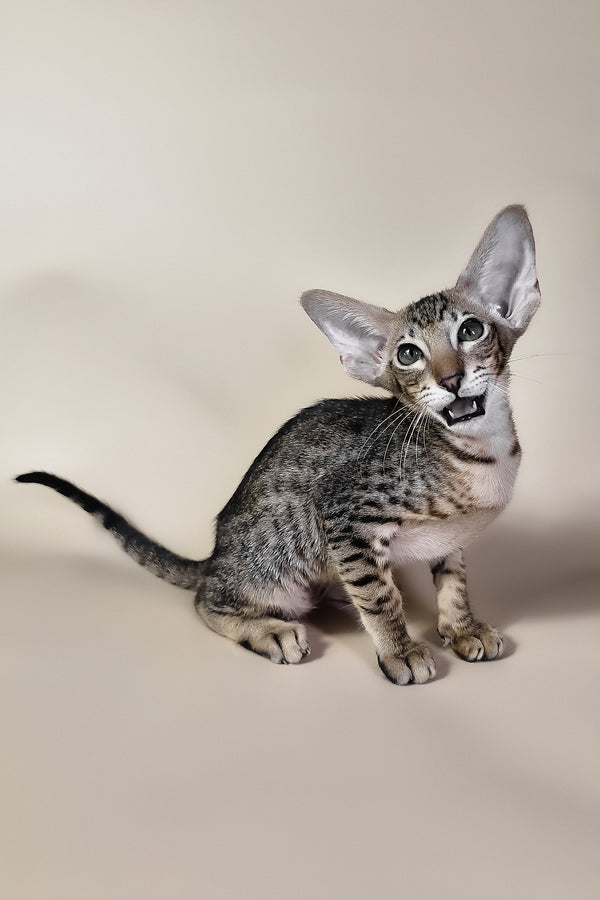 Brawnie | Oriental Shorthair Kitten