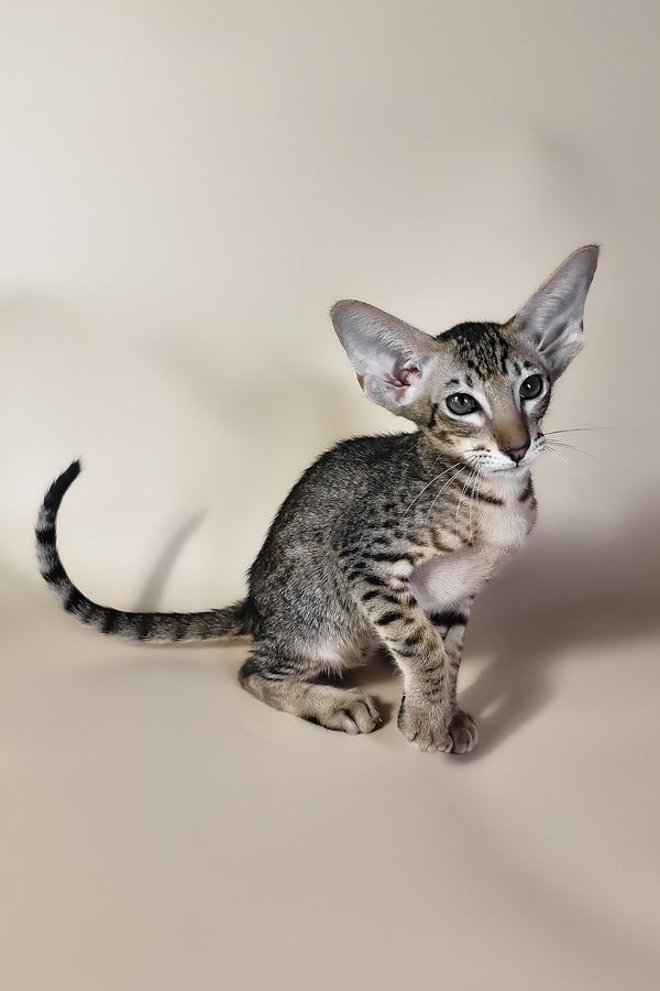 Brawnie | Oriental Shorthair Kitten