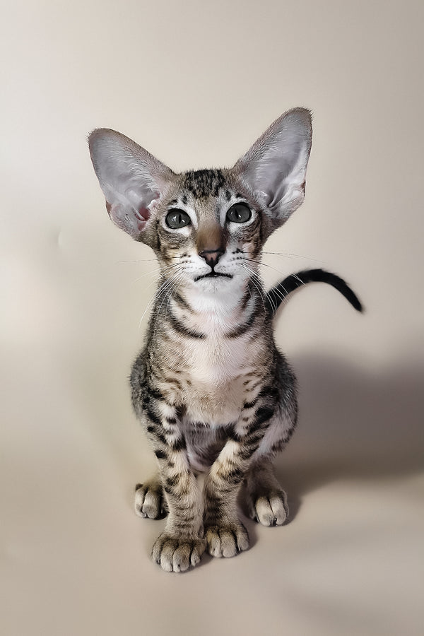 Brawnie | Oriental Shorthair Kitten