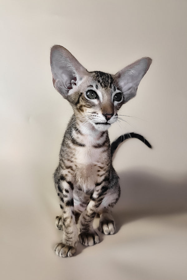 Brawnie | Oriental Shorthair Kitten