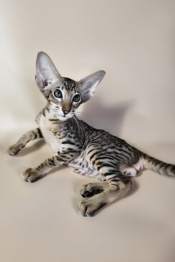 Brawnie | Oriental Shorthair Kitten