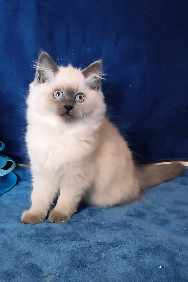 Brenda | Siberian Kitten