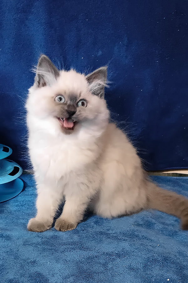 Brenda | Siberian Kitten