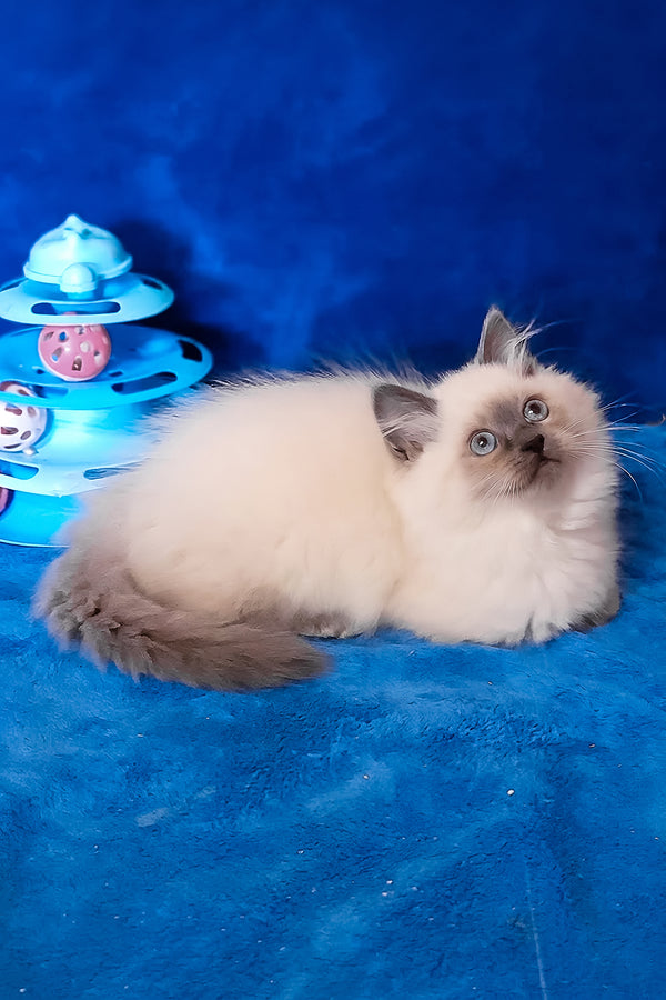 Brenda | Siberian Kitten