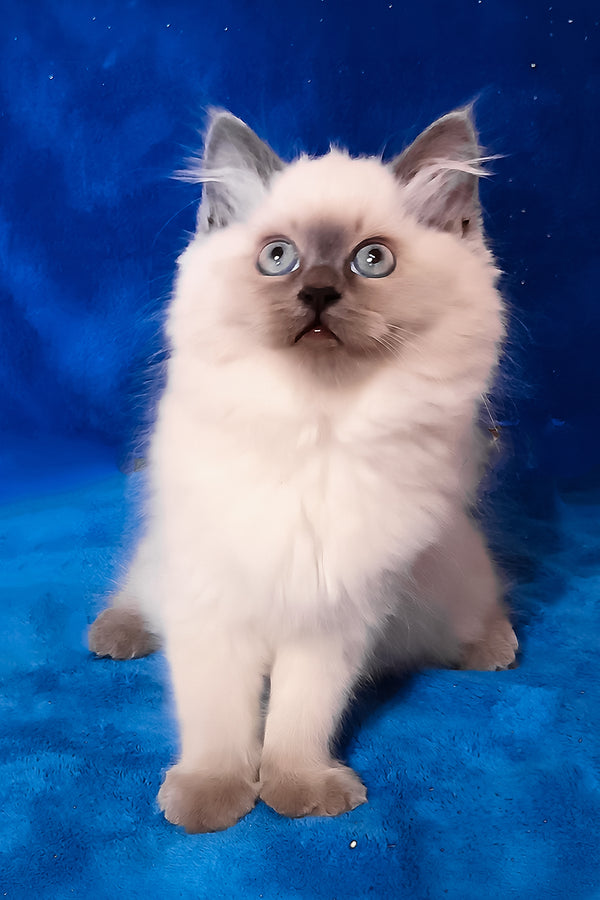 Brenda | Siberian Kitten