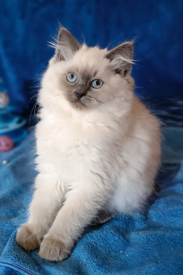 Brenda | Siberian Kitten