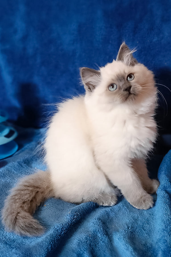 Brenda | Siberian Kitten