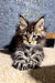 Brendon | Maine Coon Kitten