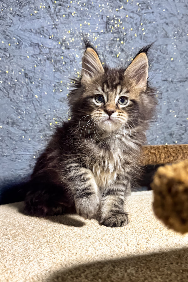 Brendon | Maine Coon Kitten