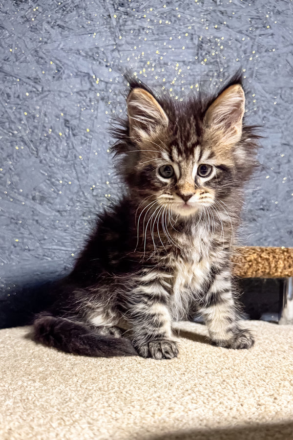 Brendon | Maine Coon Kitten