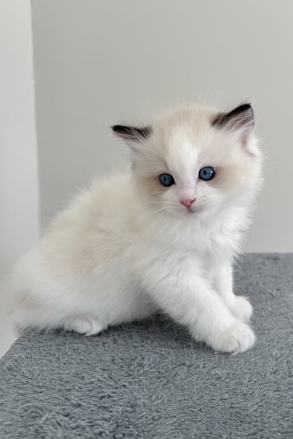Bronco | Ragdoll Kitten