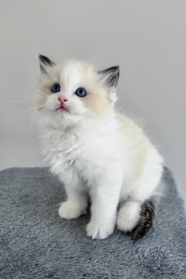 Bronco | Ragdoll Kitten
