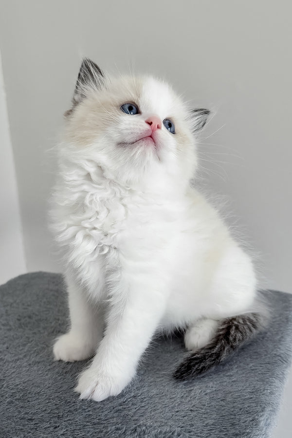 Bronco | Ragdoll Kitten