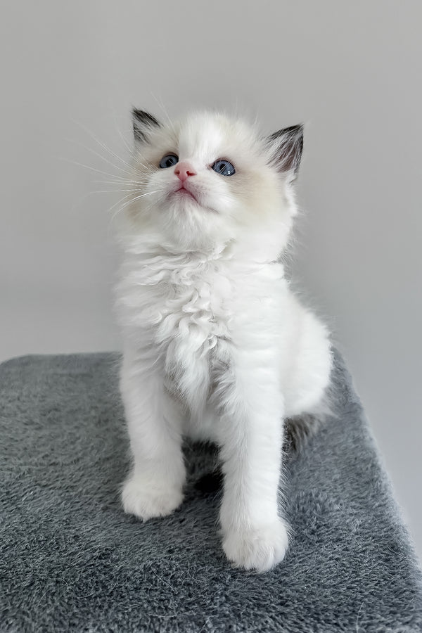 Bronco | Ragdoll Kitten