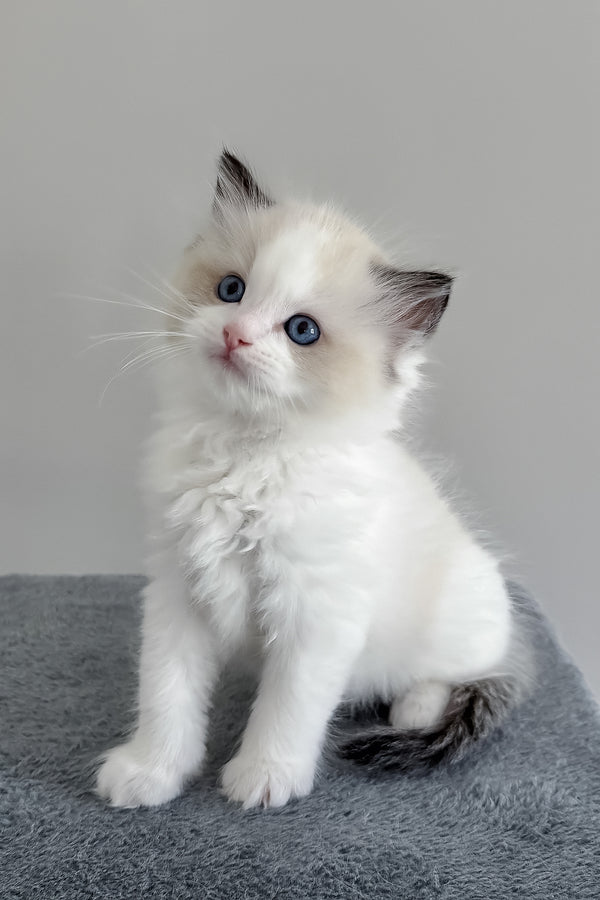 Bronco | Ragdoll Kitten