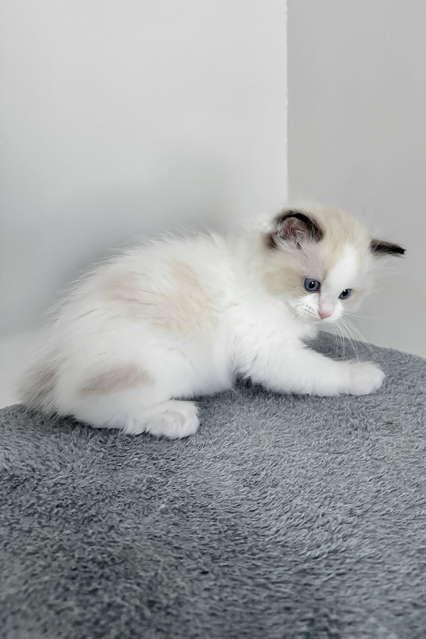 Bronco | Ragdoll Kitten