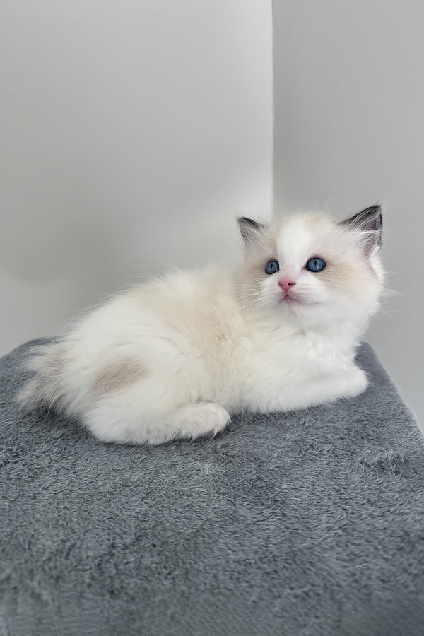Bronco | Ragdoll Kitten