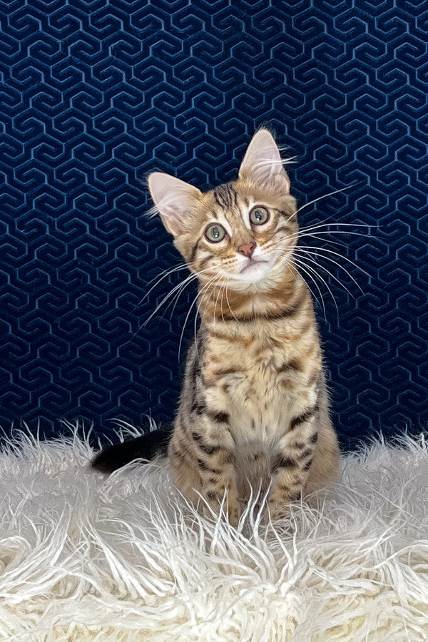 Broski | Bengal Longhair Kitten