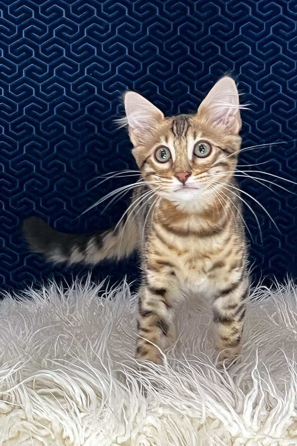 Broski | Bengal Longhair Kitten