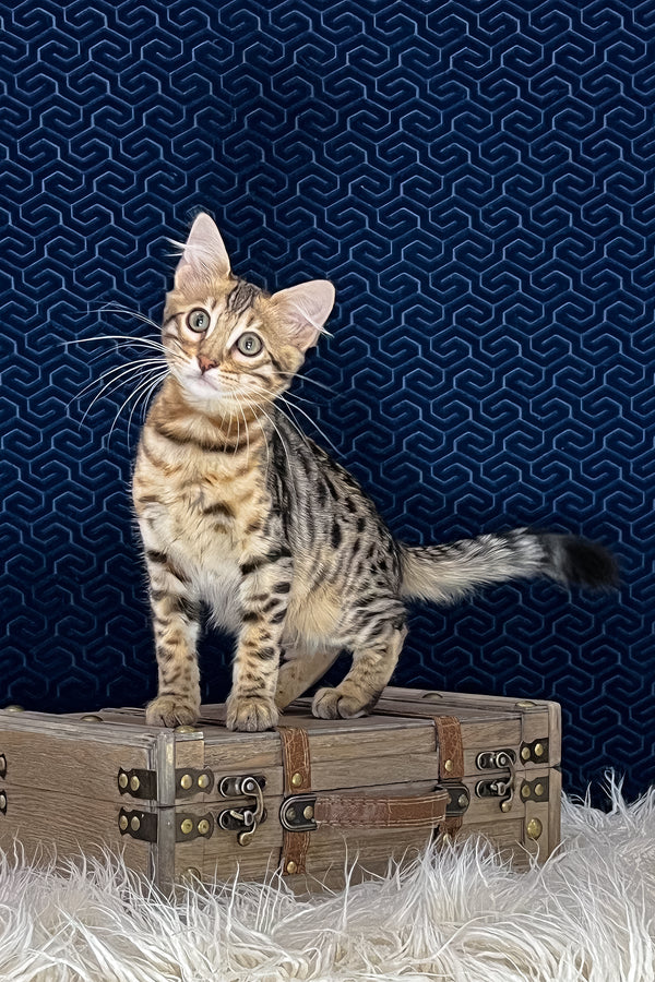 Broski | Bengal Longhair Kitten